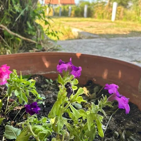 Actru's Homes Roda (Corfu)