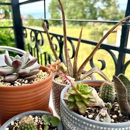 Appartamento Actru's Homes